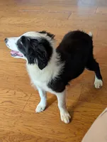 Coby, a male Australian Shepherd for sale in Hamptonville, NC – 3 of 4