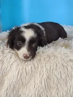 Rose, a female Australian Shepherd for sale in Hamptonville, NC – Photo 4 of 5