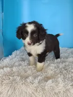 Rose, a female Australian Shepherd for sale in Hamptonville, NC – Photo 5 of 5