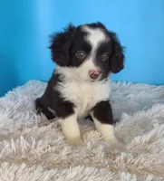 Rose, a female Australian Shepherd for sale in Hamptonville, NC – Photo 3 of 5