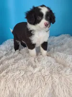 Rose, a female Australian Shepherd for sale in Hamptonville, NC – Photo 2 of 5