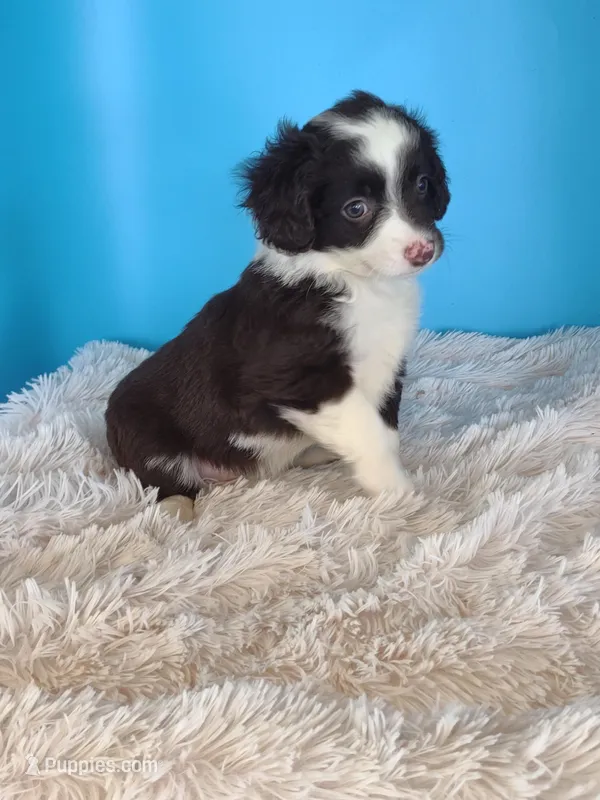 Rose – Australian Shepherd puppy for sale in Hamptonville, NC