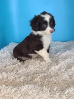 Rose, a female Australian Shepherd for sale in Hamptonville, NC – Photo 1 of 5