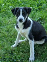 Cliff, a male Miniature Australian Shepherd for sale in Hamptonville, NC – 2 of 2