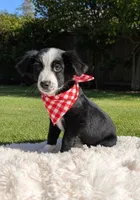 Oaklee, a female Australian Shepherd for sale in Hamptonville, NC – 3 of 3