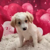 Spanky, a male Miniature Australian Shepherd for sale in Hamptonville, NC – Photo 3 of 3