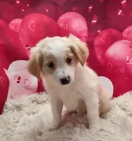 Spanky, a male Miniature Australian Shepherd for sale in Hamptonville, NC – Photo 3 of 3