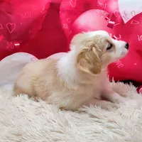 Spanky, a male Miniature Australian Shepherd for sale in Hamptonville, NC – Photo 2 of 3