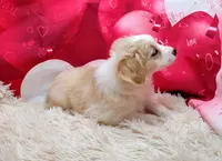 Spanky, a male Miniature Australian Shepherd for sale in Hamptonville, NC – Photo 2 of 3