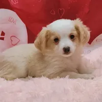 Spanky, a male Miniature Australian Shepherd for sale in Hamptonville, NC – Photo 1 of 3