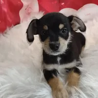 Van, a male Miniature Australian Shepherd for sale in Hamptonville, NC – Photo 2 of 3