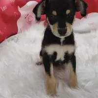 Van, a male Miniature Australian Shepherd for sale in Hamptonville, NC – Photo 1 of 3