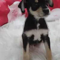 Van, a male Miniature Australian Shepherd for sale in Hamptonville, NC – Photo 3 of 3