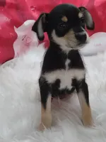 Van, a male Miniature Australian Shepherd for sale in Hamptonville, NC – Photo 3 of 3