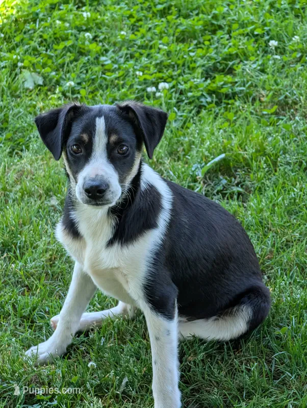 Cliff – Miniature Australian Shepherd puppy for sale in Hamptonville, NC