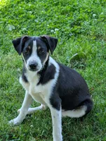 Cliff, a male Miniature Australian Shepherd for sale in Hamptonville, NC – 1 of 2