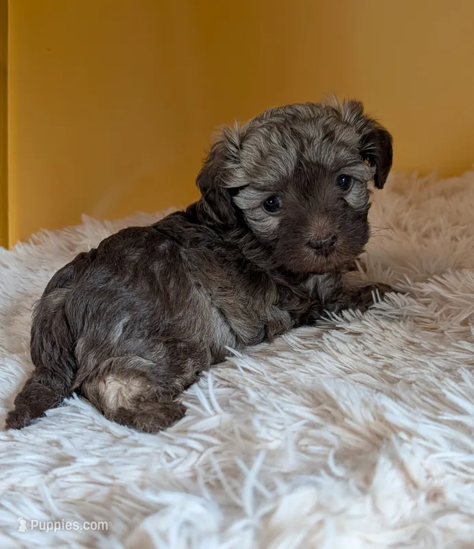 Quin – Miniature Aussiedoodle puppy for sale in Hamptonville, NC