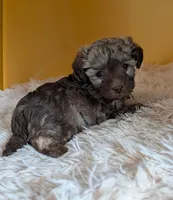 Quin, a female Miniature Aussiedoodle for sale in Hamptonville, NC – 1 of 4