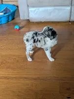 Memphis , a male Miniature American Shepherd for sale in Hamptonville, NC – 6 of 6