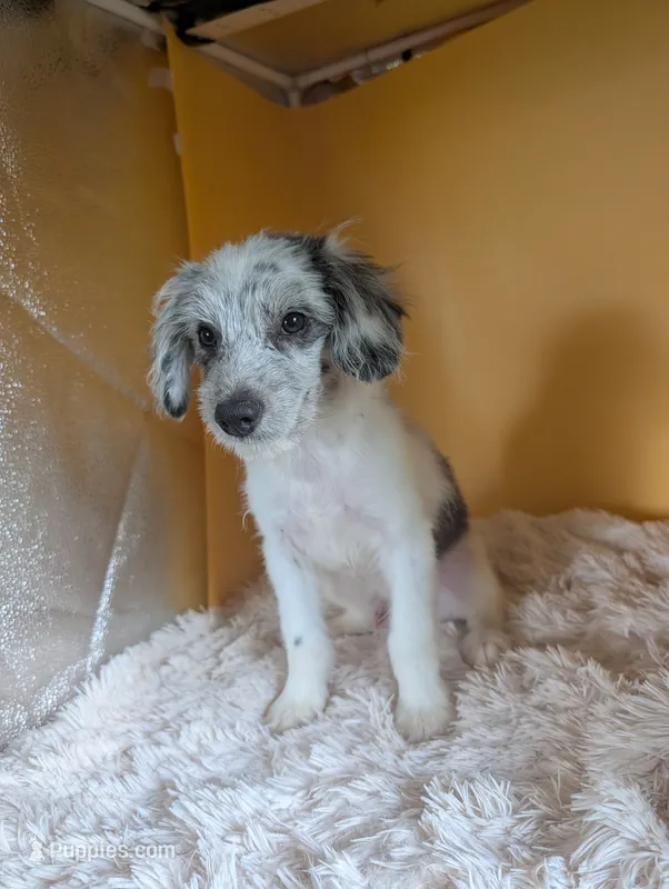 Nash – Poodle - Miniature , Miniature American Shepherd puppy for sale in Hamptonville, NC