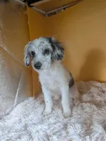 Nash, a male Miniature American Shepherd for sale in Hamptonville, NC – 3 of 5
