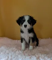Macy, a female Australian Shepherd for sale in Hamptonville, NC – 4 of 4