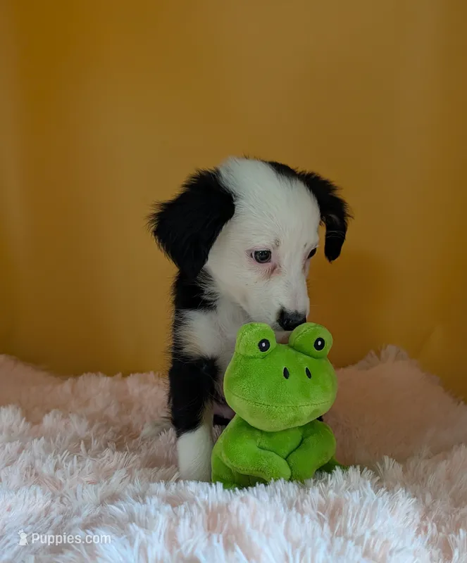 Paris – Australian Shepherd puppy for sale in Hamptonville, NC