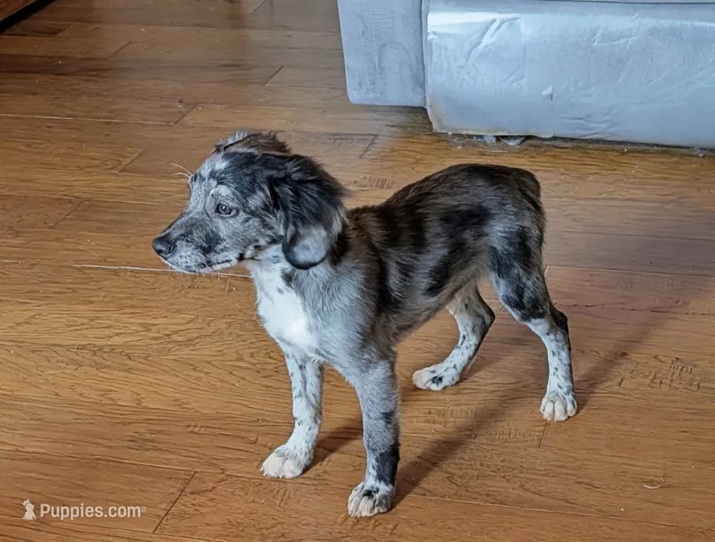 Cash – Miniature American Shepherd puppy for sale in Hamptonville, NC