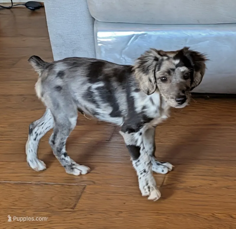 Cash – Miniature American Shepherd puppy for sale in Hamptonville, NC