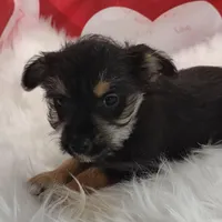 Opel, a female Miniature Schnauzer for sale in Hamptonville, NC – Photo 3 of 3
