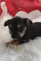 Opel, a female Miniature Schnauzer for sale in Hamptonville, NC – Photo 3 of 3