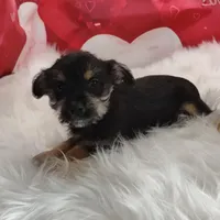 Opel, a female Miniature Schnauzer for sale in Hamptonville, NC – Photo 2 of 3