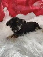 Opel, a female Miniature Schnauzer for sale in Hamptonville, NC – Photo 2 of 3