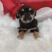 Opel, a female Miniature Schnauzer for sale in Hamptonville, NC – Photo 1 of 3