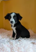 Oaklee, a female Australian Shepherd for sale in Hamptonville, NC – 2 of 3