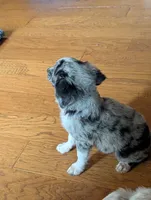Memphis , a male Miniature American Shepherd for sale in Hamptonville, NC – 4 of 6