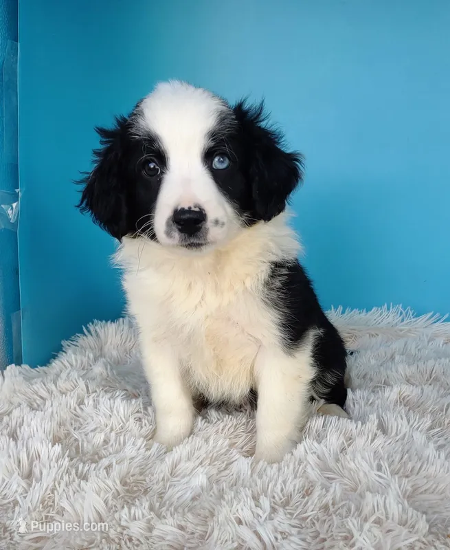 George – Australian Shepherd puppy for sale in Hamptonville, NC