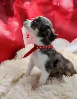 Blu, a male Australian Shepherd and Miniature Australian Shepherd for sale in Hamptonville, NC – Photo 2 of 3