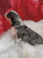 Blu, a male Australian Shepherd and Miniature Australian Shepherd for sale in Hamptonville, NC – Photo 3 of 3