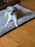 Nash, a male Miniature American Shepherd for sale in Hamptonville, NC – 4 of 5