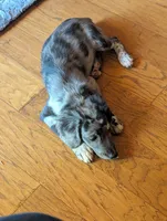 Cash, a male Miniature American Shepherd for sale in Hamptonville, NC – 4 of 4