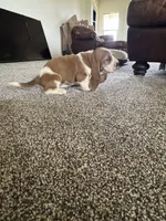 Shortie, a male Basset Hound for sale in Eugene, OR – 5 of 7