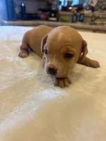 Sadie , a female French Bulldog and Basset Hound for sale in Eugene, OR – 6 of 6