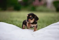 Remi, a female French Bulldog and Basset Hound for sale in Eugene, OR – 4 of 4