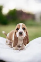 Shortie, a male Basset Hound for sale in Eugene, OR – 2 of 4