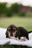 Stumpy, a female Basset Hound for sale in Eugene, OR – 6 of 6