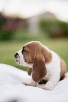 Wobbles , a male Basset Hound for sale in Eugene, OR – 3 of 6