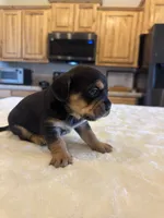 Remi, a female French Bulldog and Basset Hound for sale in Eugene, OR – 4 of 6