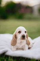 Tanker , a male Basset Hound for sale in Eugene, OR – 5 of 7