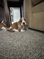 Shortie, a male Basset Hound for sale in Eugene, OR – 3 of 7